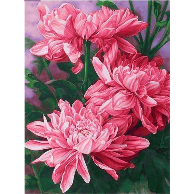 Pink Chrysanthemums ...