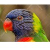 Colored Parrot 5D DIY Paint By Diamond Kit