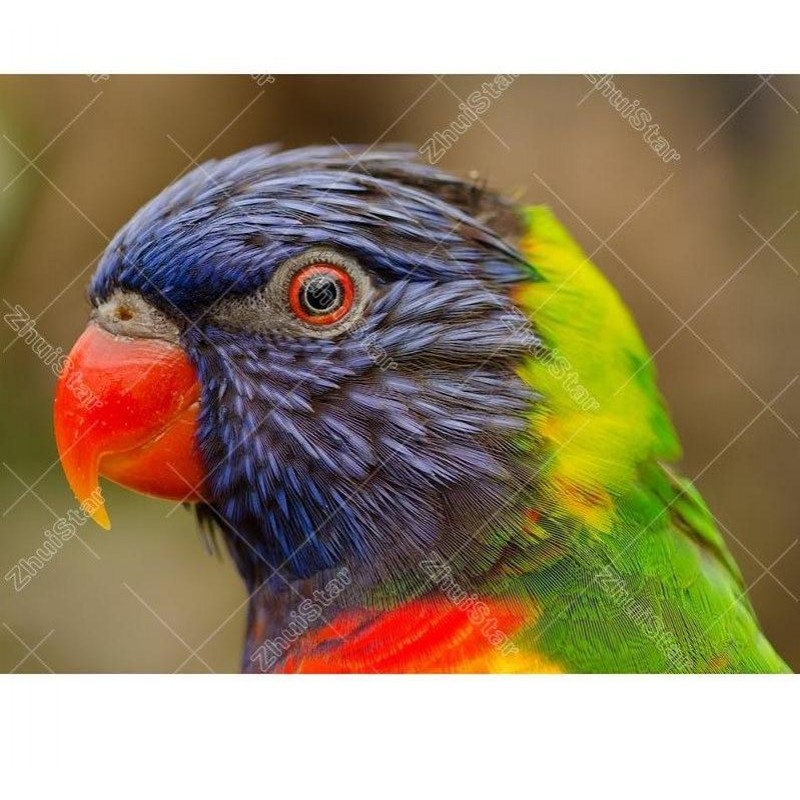 Colored Parrot 5D DI...