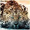 Leopard 5D DIY Paint By Diamond Kit