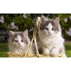 Two Kittens In Basket 5D DIY Paint By Diamond Kit