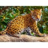 Leopard 5D DIY Paint By Diamond Kit