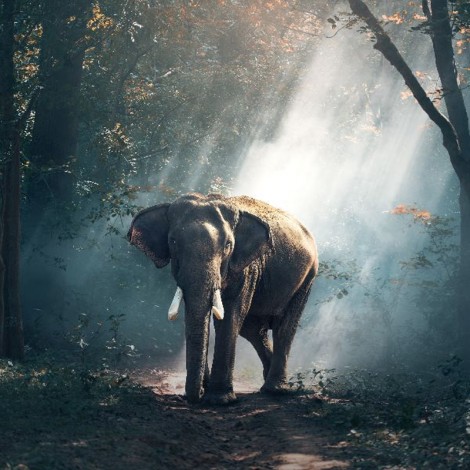 Elephant In The Woods 5D DIY Paint By Diamond Kit