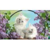 Two Ragdoll Kittens 5D DIY Paint By Diamond Kit