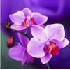 Orchid Floral 5D DIY Paint By Diamond Kit