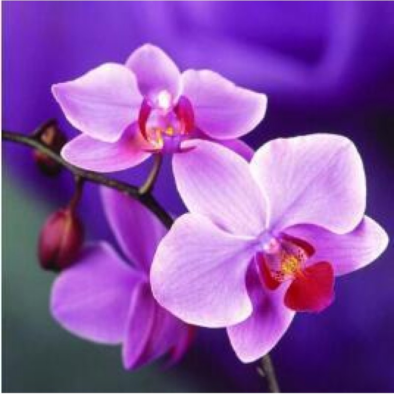 Orchid Floral 5D DIY...