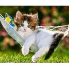 Hanging Kitten 5D DIY Paint By Diamond Kit