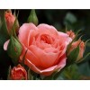 Pink Rose 5D DIY Paint By Diamond Kit