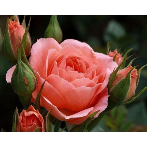 Pink Rose 5D DIY Paint By Diamond Kit