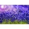 Purple Lavender 5D DIY Paint By Diamond Kit