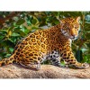 Leisurely Leopard 5D DIY Paint By Diamond Kit