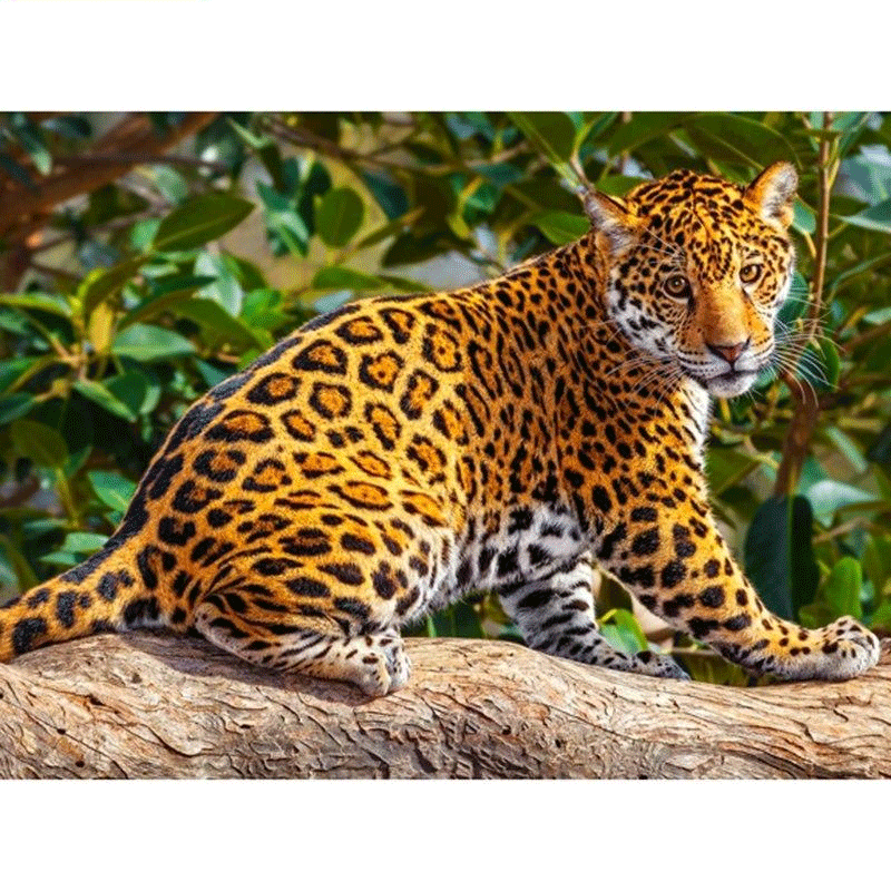 Leisurely Leopard 5D...