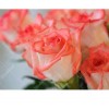 Roses 5D DIY Paint By Diamond Kit