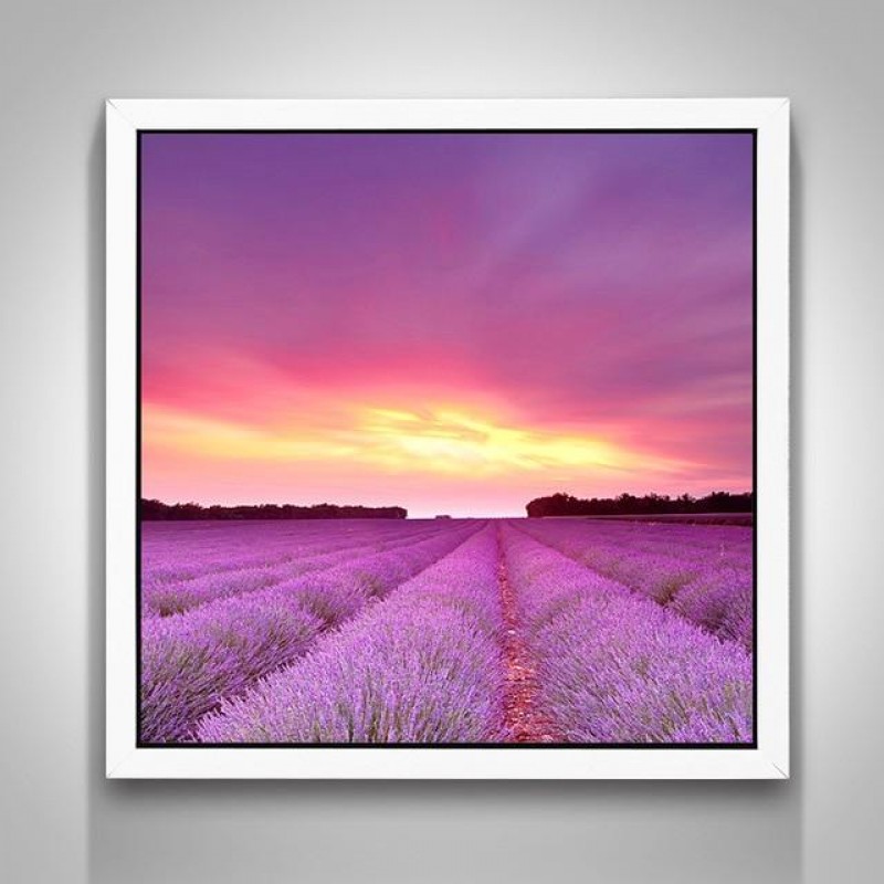 Lavender Grasslands ...