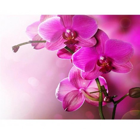 Pink Orchids 5D DIY Paint By Diamond Kit