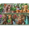 Cute Kittens 5D DIY Paint By Diamond Kit