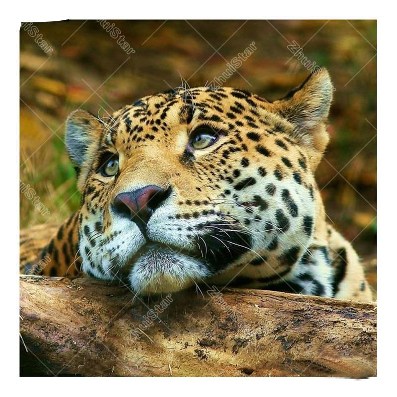 Leopard Closeup 5D D...