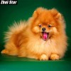 Cute Dog Yawn 5D DIY Paint By Diamond Kit