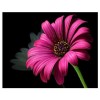 Mural Flower 5D DIY Paint By Diamond Kit