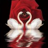 Swan Couple 5D DIY Paint By Diamond Kit