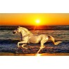 Running Horse 5D DIY Paint By Diamond Kit