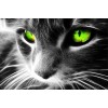 Green Eyed Cat  5D DIY Paint By Diamond Kit