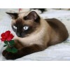 Kitten & Red Rose 5D DIY Paint By Diamond Kit