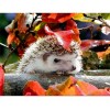 Cute Hedgehogs 5D DIY Paint By Diamond Kit