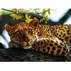 Leopard 5D DIY Diamond Painting