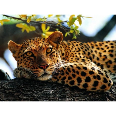 Leopard 5D DIY Diamond Painting