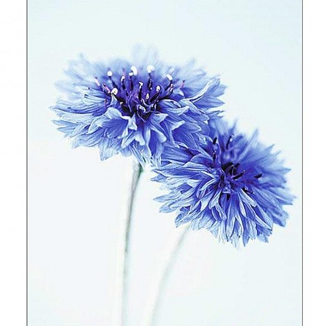 Cornflower 5D DIY Paint By Diamond Kit