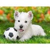 Cute Dog Playing With Ball 5D DIY Paint By Diamond Kit