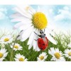 Ladybugs & Flower 5D DIY Paint By Diamond Kit