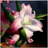 Lily Handmade 5D DIY Paint By Diamond Kit