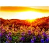 Lavender Field Sunset 5D DIY Paint By Diamond Kit