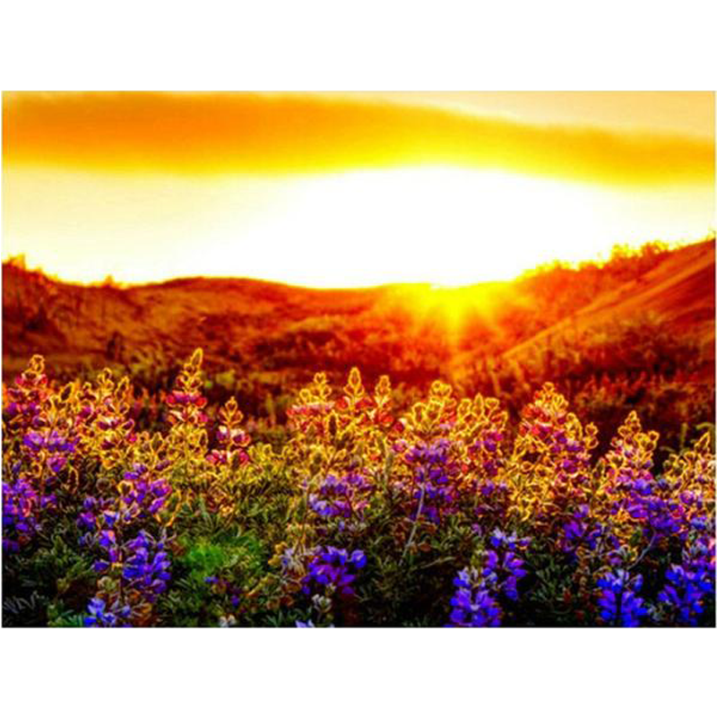 Lavender Field Sunse...