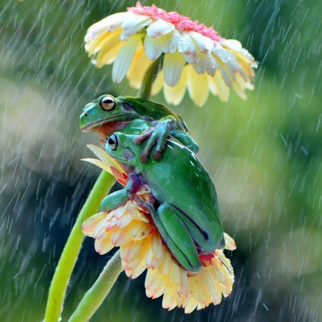 Rain and frogs 5D DIY Paint By Diamond Kit