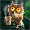 Owl Collection 5D DIY Paint By Diamond Kit