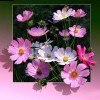 Elegant Flowers 5D DIY Paint By Diamonds Kit