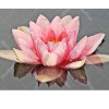 Pink Lotus 5D DIY Paint By Diamond Kit