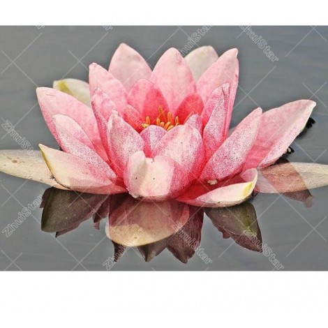 Pink Lotus 5D DIY Paint By Diamond Kit