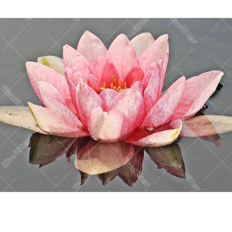 Pink Lotus 5D DIY Pa...