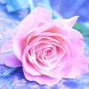 Pink Roses 5D DIY Paint By Diamond Kit