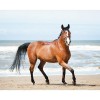 Horse At The Beach 5D DIY Paint By Diamond Kit