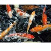 Koi Pond 5D DIY Paint By Diamond Kit