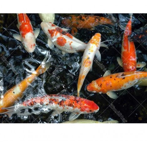 Koi Pond 5D DIY Paint By Diamond Kit