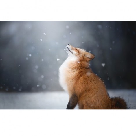 Fox In Spotlight 5D DIY Paint By Diamond Kit