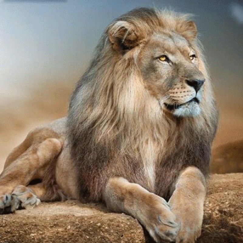 Majestic Lion 5D DIY...