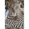 Green Eye Leopard 5D DIY Paint By Diamond Kit