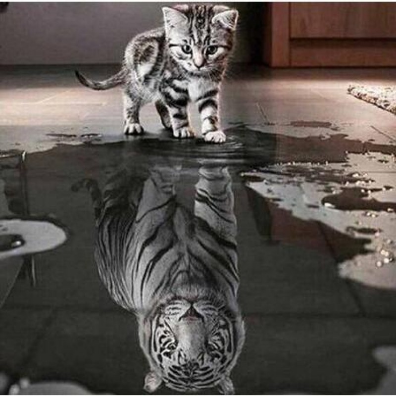 Cute Cat Reflection ...